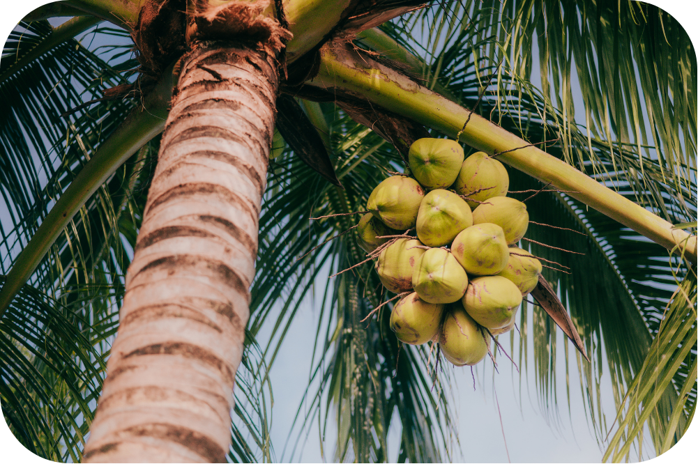 Fresh green coconuts on a tropical coconut tree – natural source of Neera and coconut products